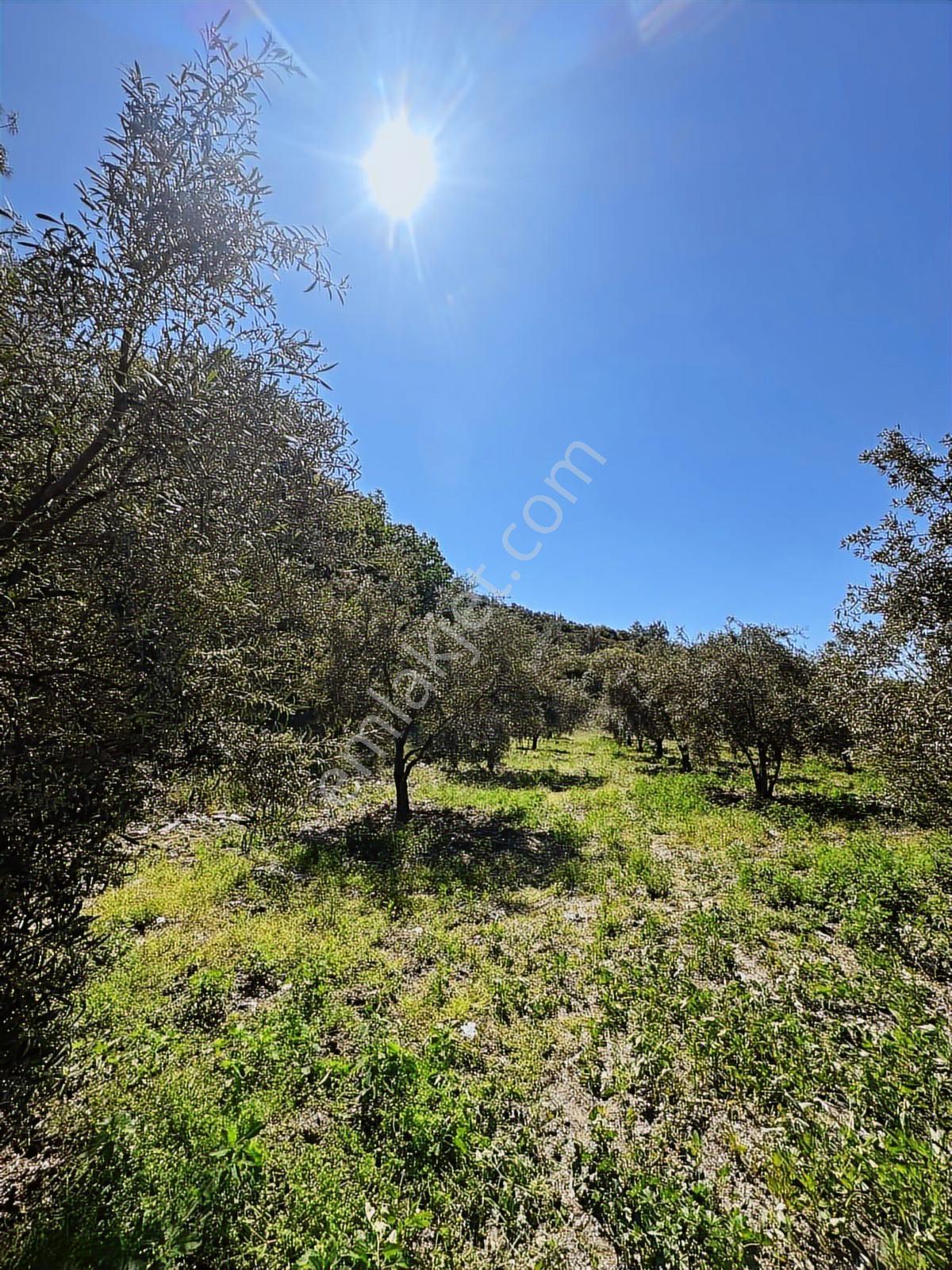 Güney Ertuğrul Mahallesi Satılık Zeyinlik. 3622 Metre — fotoğraf 8