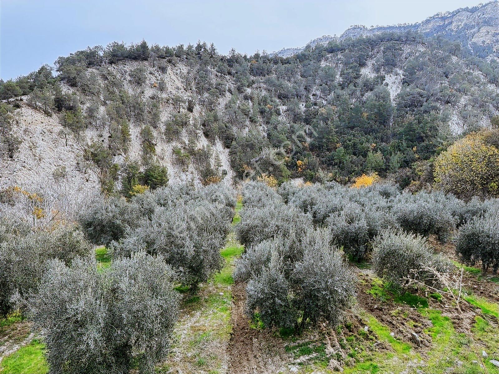 Güney Ertuğrul Mahallesi Satılık Zeyinlik. 3622 Metre — fotoğraf 11
