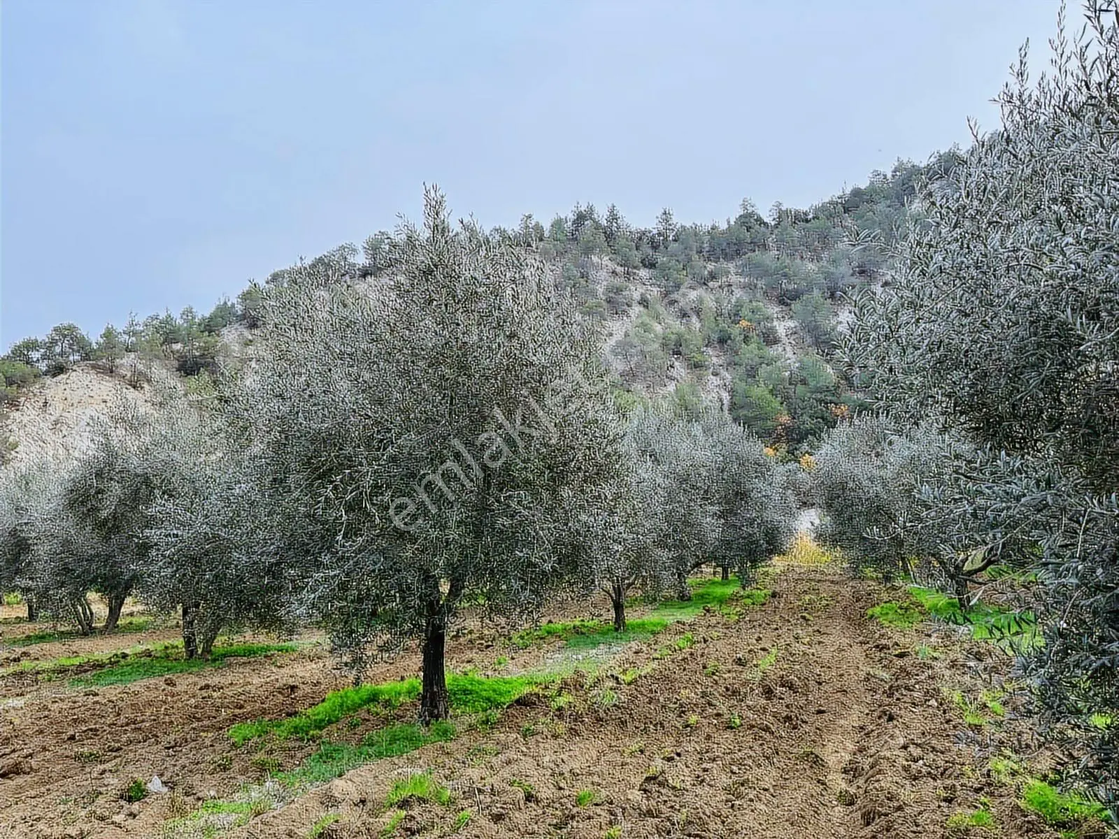 Güney Ertuğrul Mahallesi Satılık Zeyinlik. 3622 Metre — fotoğraf 12