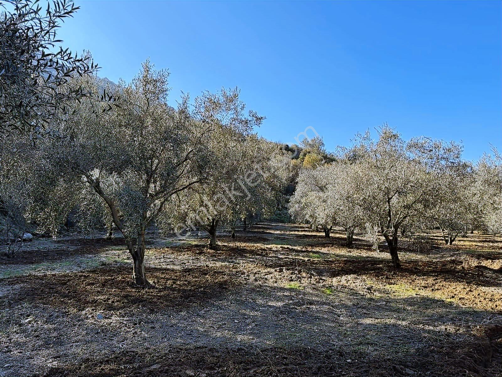 Güney Ertuğrul Mahallesi Satılık Zeyinlik. 3622 Metre — fotoğraf 13