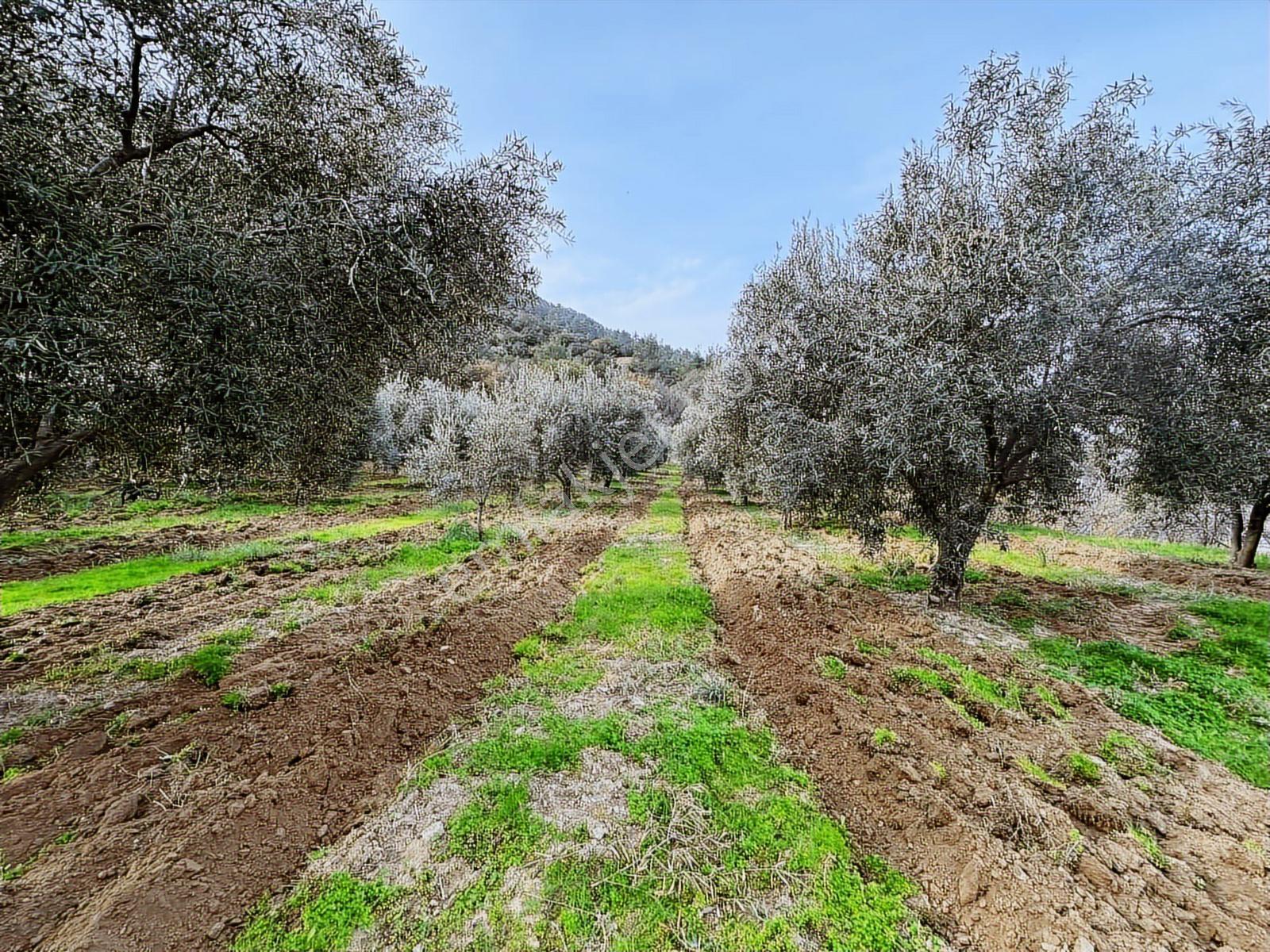 Güney Ertuğrul Mahallesi Satılık Zeyinlik. 3622 Metre — fotoğraf 14