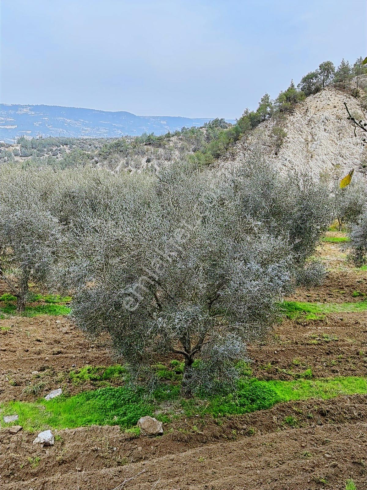 Güney Ertuğrul Mahallesi Satılık Zeyinlik. 3622 Metre — fotoğraf 15