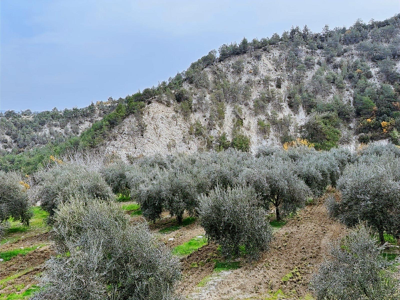 Güney Ertuğrul Mahallesi Satılık Zeyinlik. 3622 Metre — fotoğraf 17