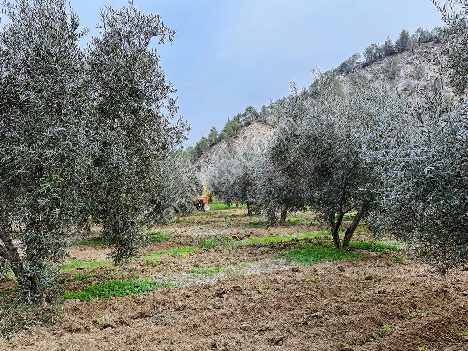 Güney Ertuğrul Mahallesi Satılık Zeyinlik. 3622 Metre — fotoğraf 18