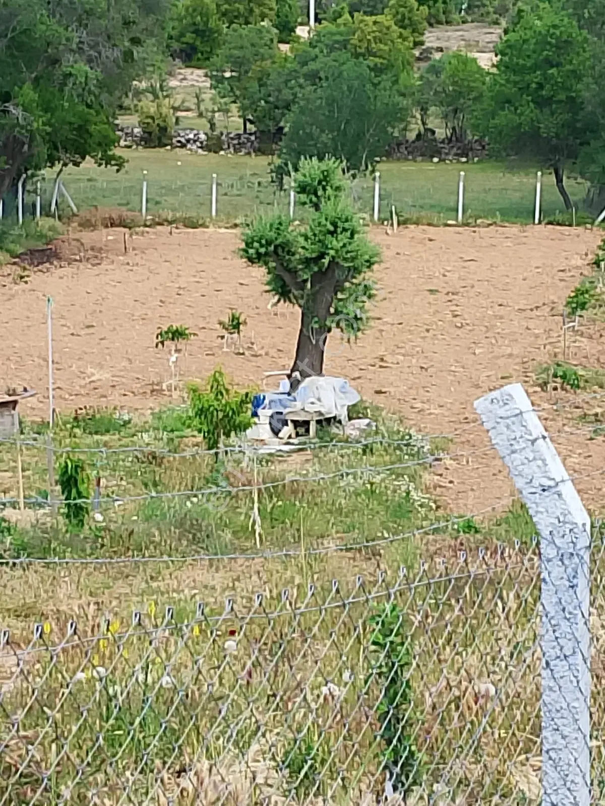 Acil Satılık Tavas Kizilcabölükte Masrafsız Tarla — fotoğraf 5