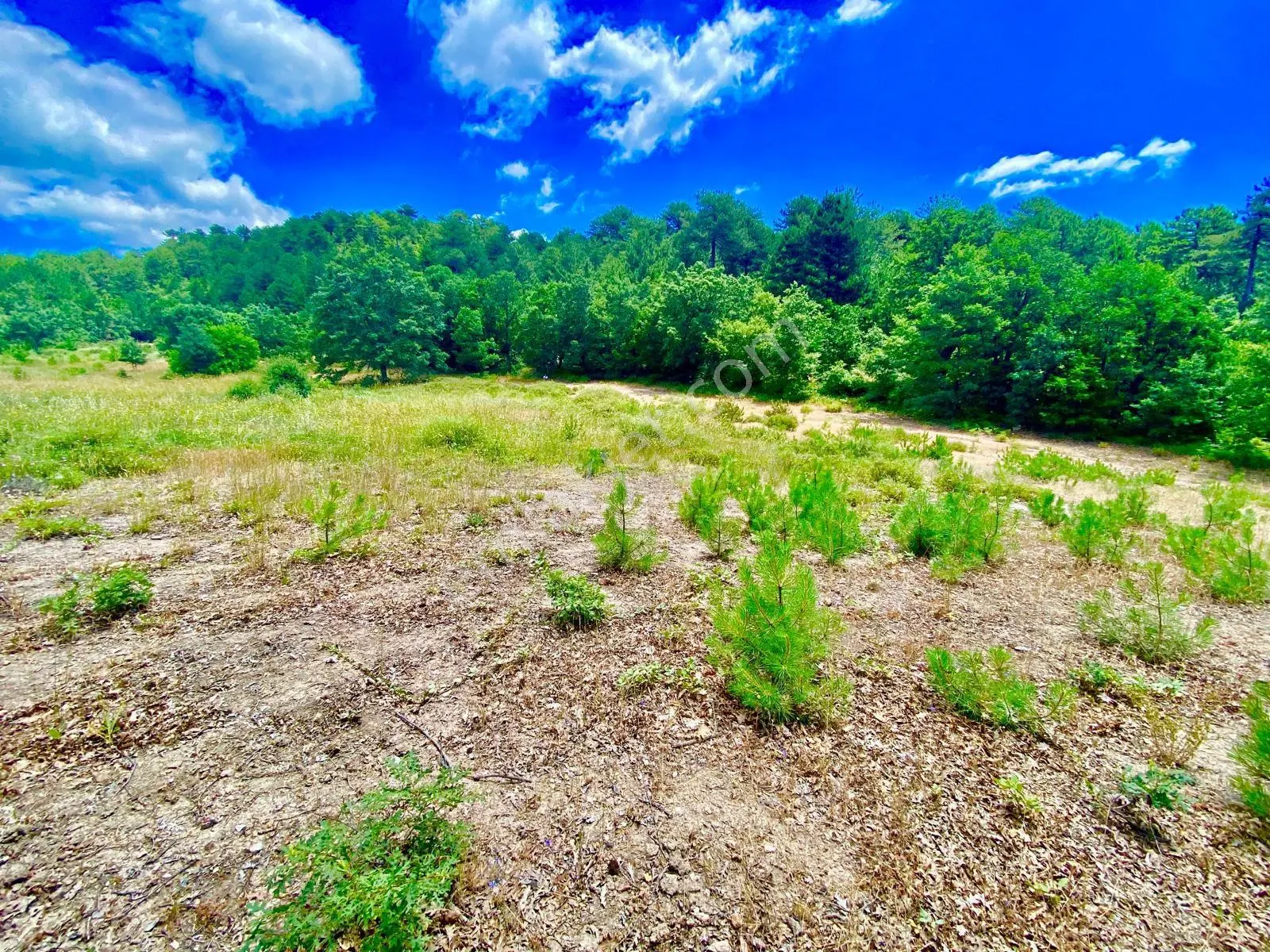 Balcity - Balıkesir Havran Kobaklar Mah.3.400 M2 Müstakil Tapulu Arazimiz Fırsat Fiyat — fotoğraf 6