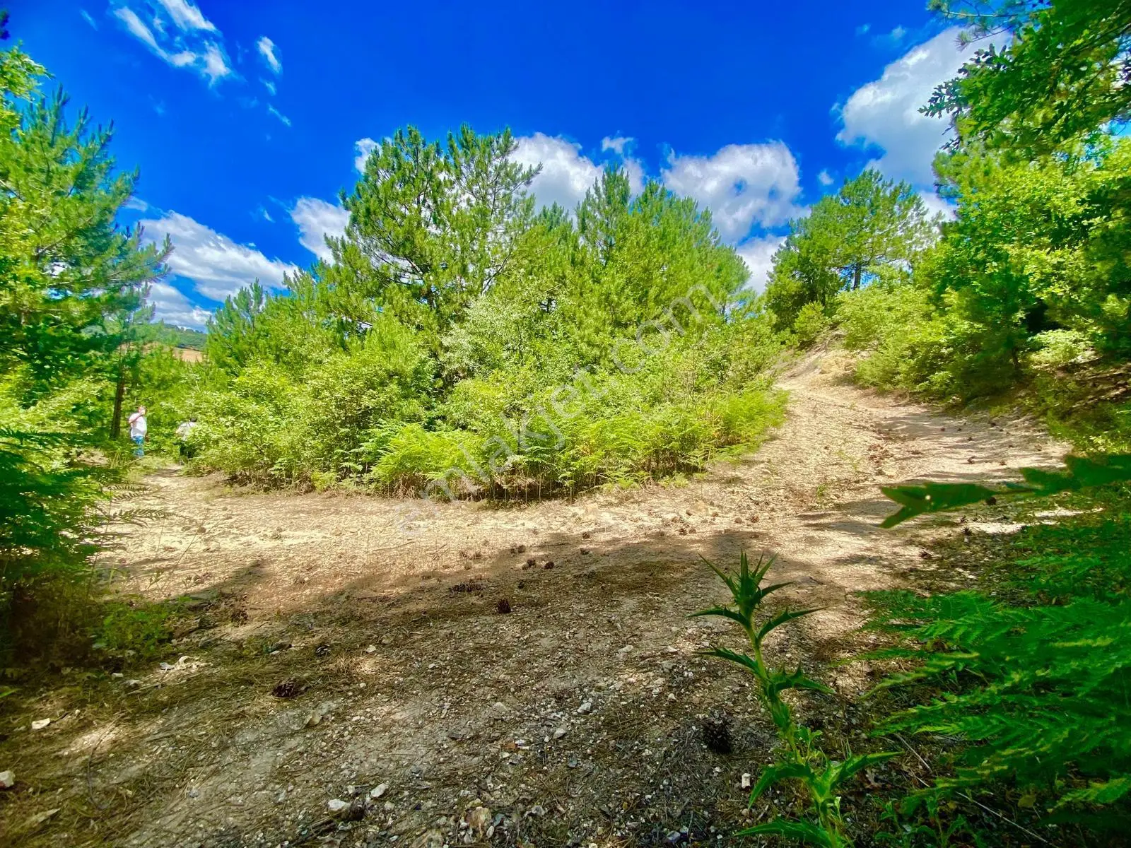 Balcity - Balıkesir Havran Kobaklar Mah.3.400 M2 Müstakil Tapulu Arazimiz Fırsat Fiyat — fotoğraf 9