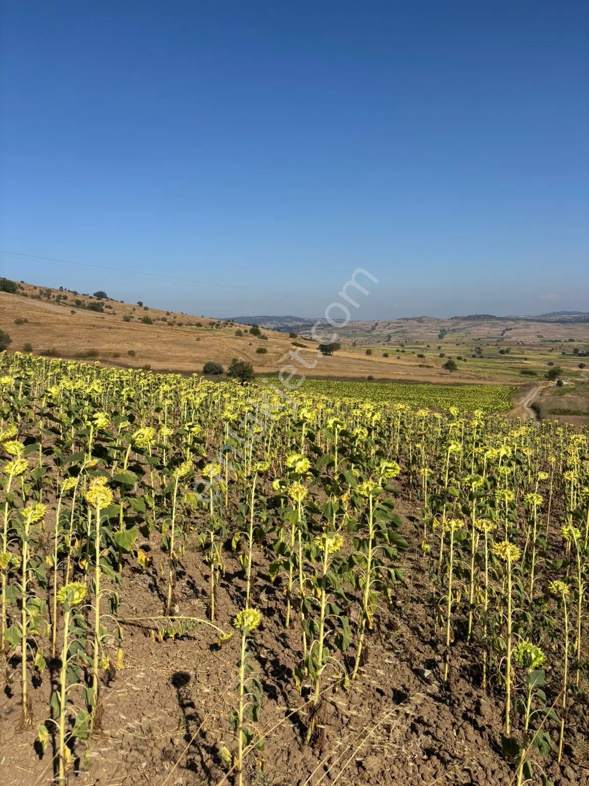 Balcity- Karesi/toybelen'de 6 Dönüm İmar Sınırında Tarla — fotoğraf 27
