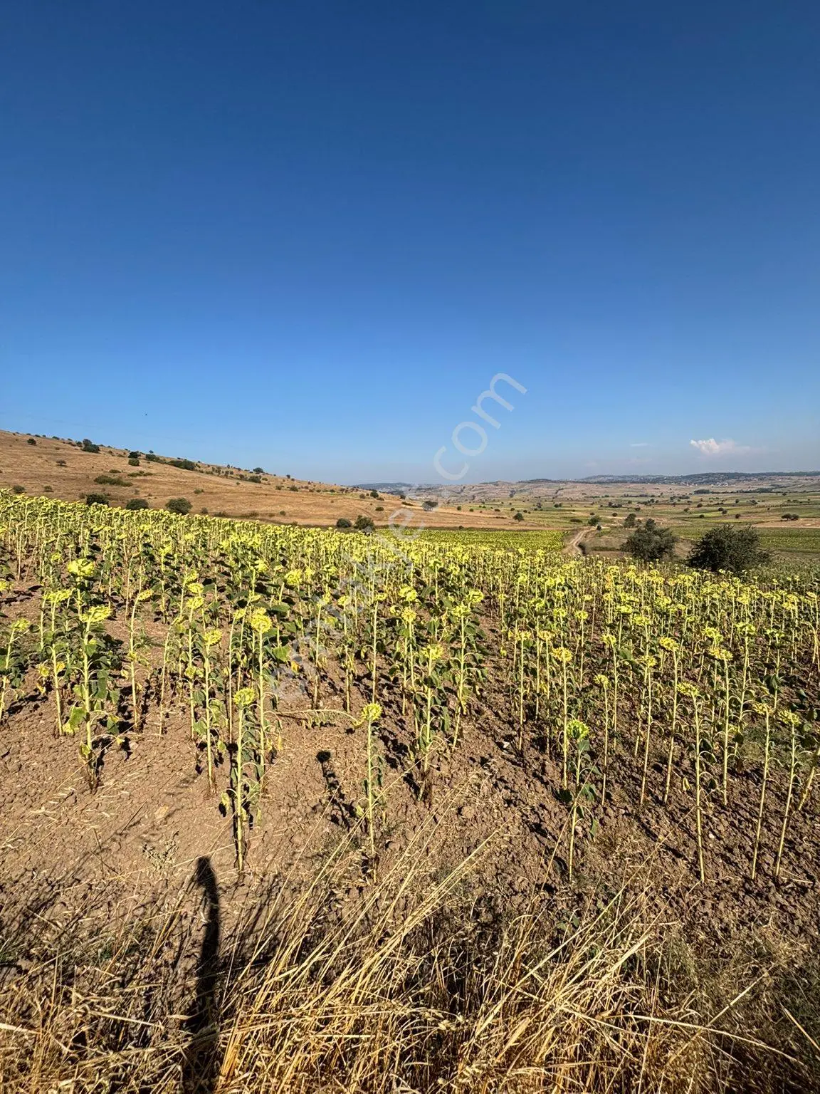 Balcity- Karesi/toybelen'de 6 Dönüm İmar Sınırında Tarla — fotoğraf 29