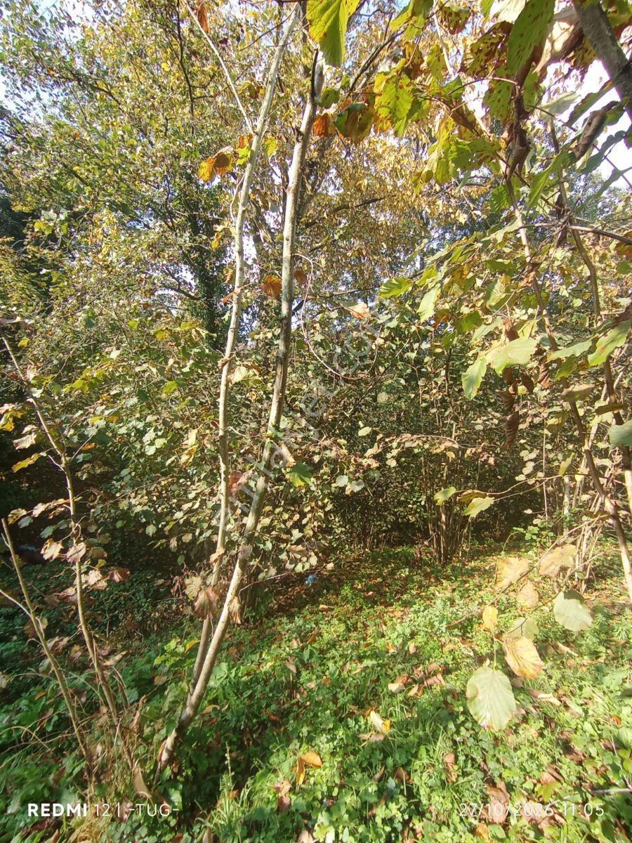 Düzce Merkez Golormani Köyünde Satılık Arsa — fotoğraf 8