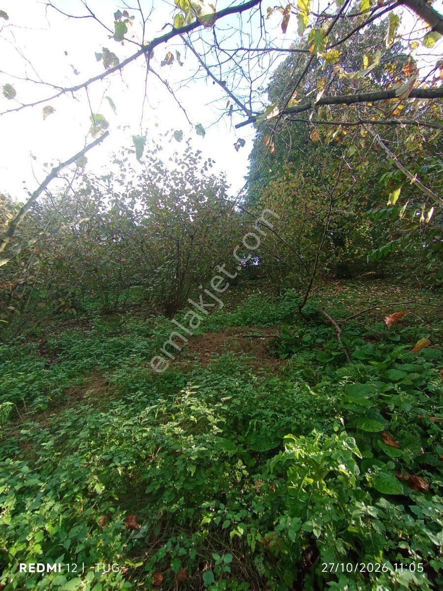 Düzce Merkez Golormani Köyünde Satılık Arsa — fotoğraf 9