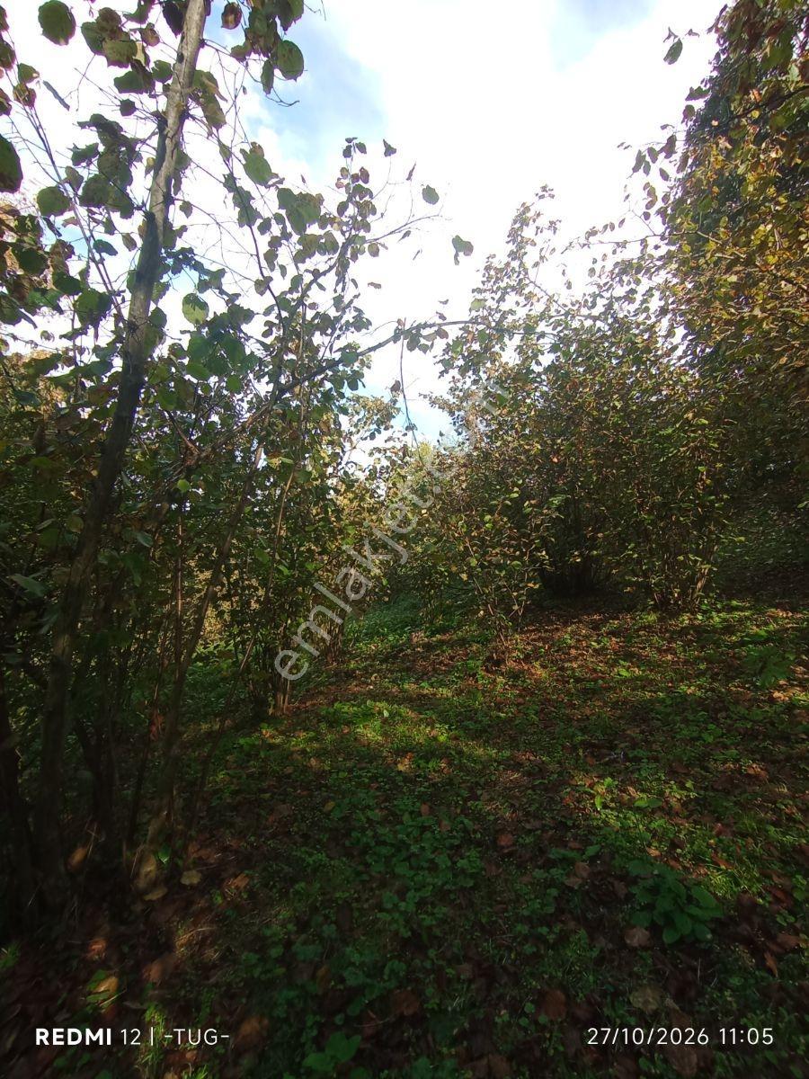 Düzce Merkez Golormani Köyünde Satılık Arsa — fotoğraf 10