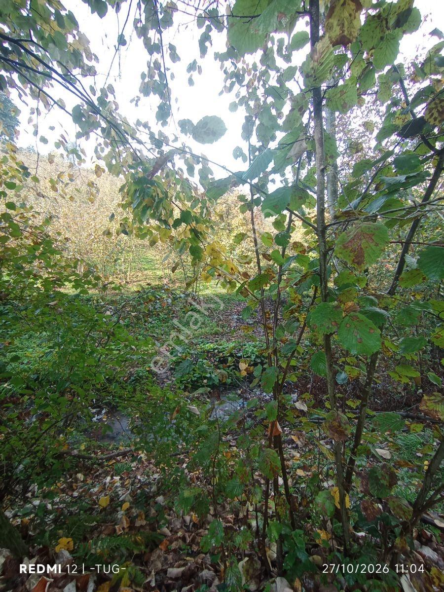 Düzce Merkez Golormani Köyünde Satılık Arsa — fotoğraf 11