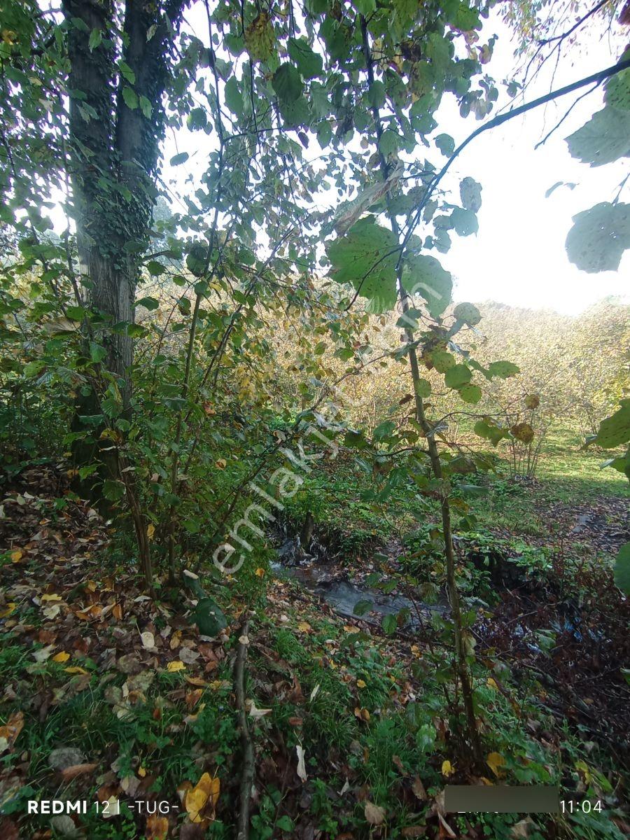 Düzce Merkez Golormani Köyünde Satılık Arsa — fotoğraf 12