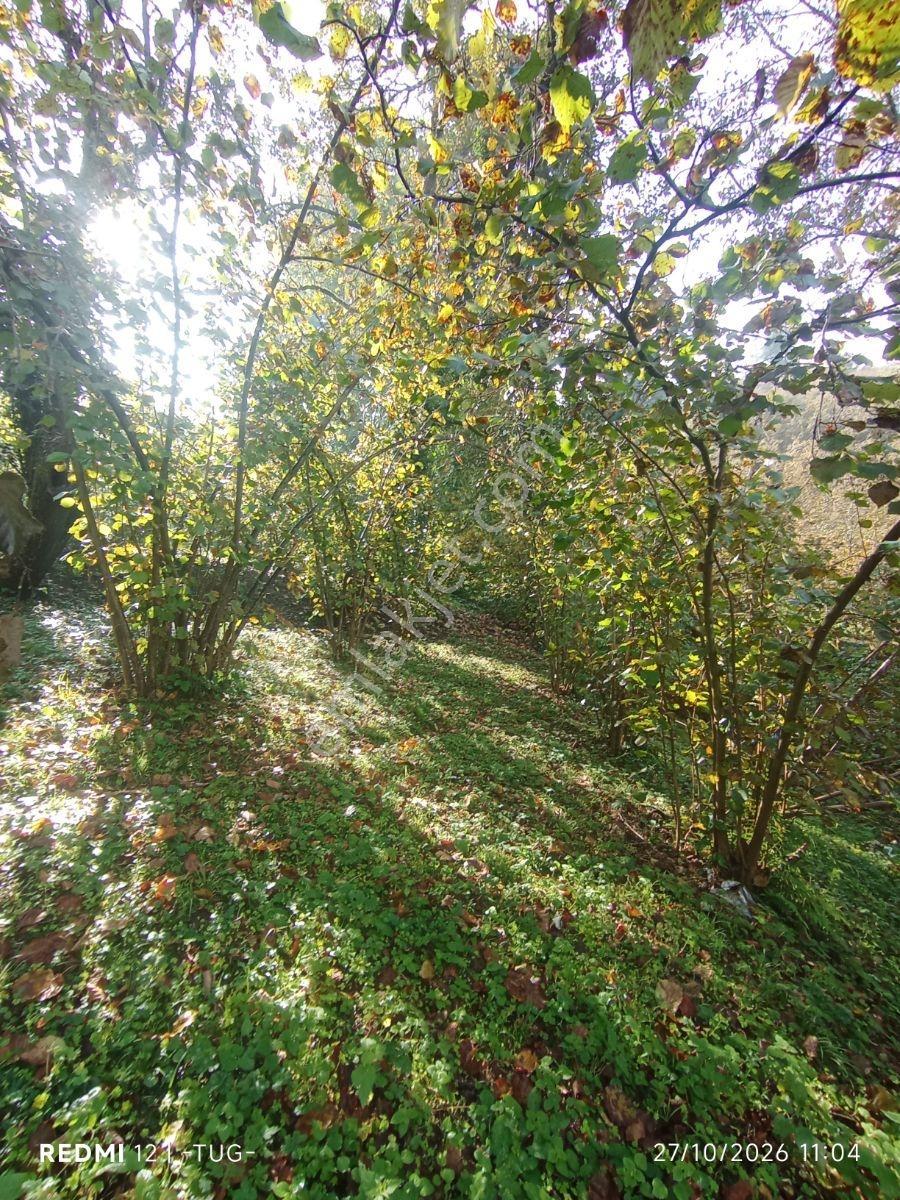 Düzce Merkez Golormani Köyünde Satılık Arsa — fotoğraf 13