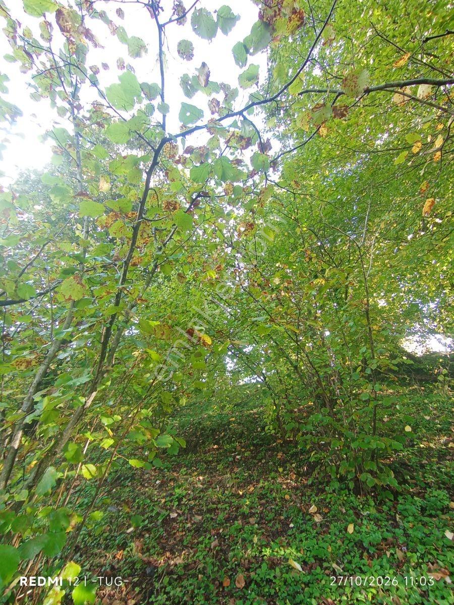 Düzce Merkez Golormani Köyünde Satılık Arsa — fotoğraf 14