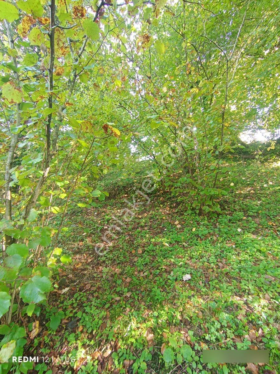 Düzce Merkez Golormani Köyünde Satılık Arsa — fotoğraf 15