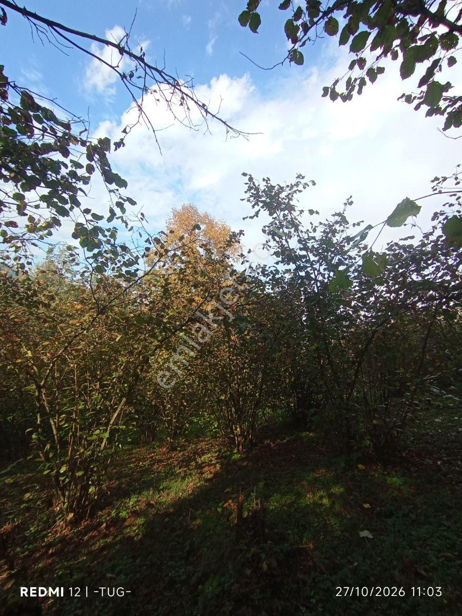 Düzce Merkez Golormani Köyünde Satılık Arsa — fotoğraf 16