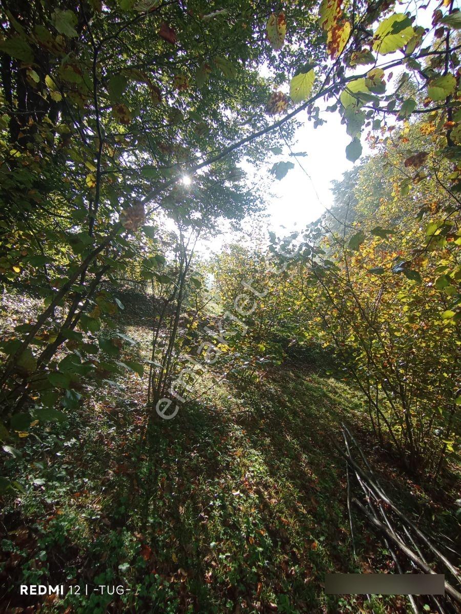 Düzce Merkez Golormani Köyünde Satılık Arsa — fotoğraf 18