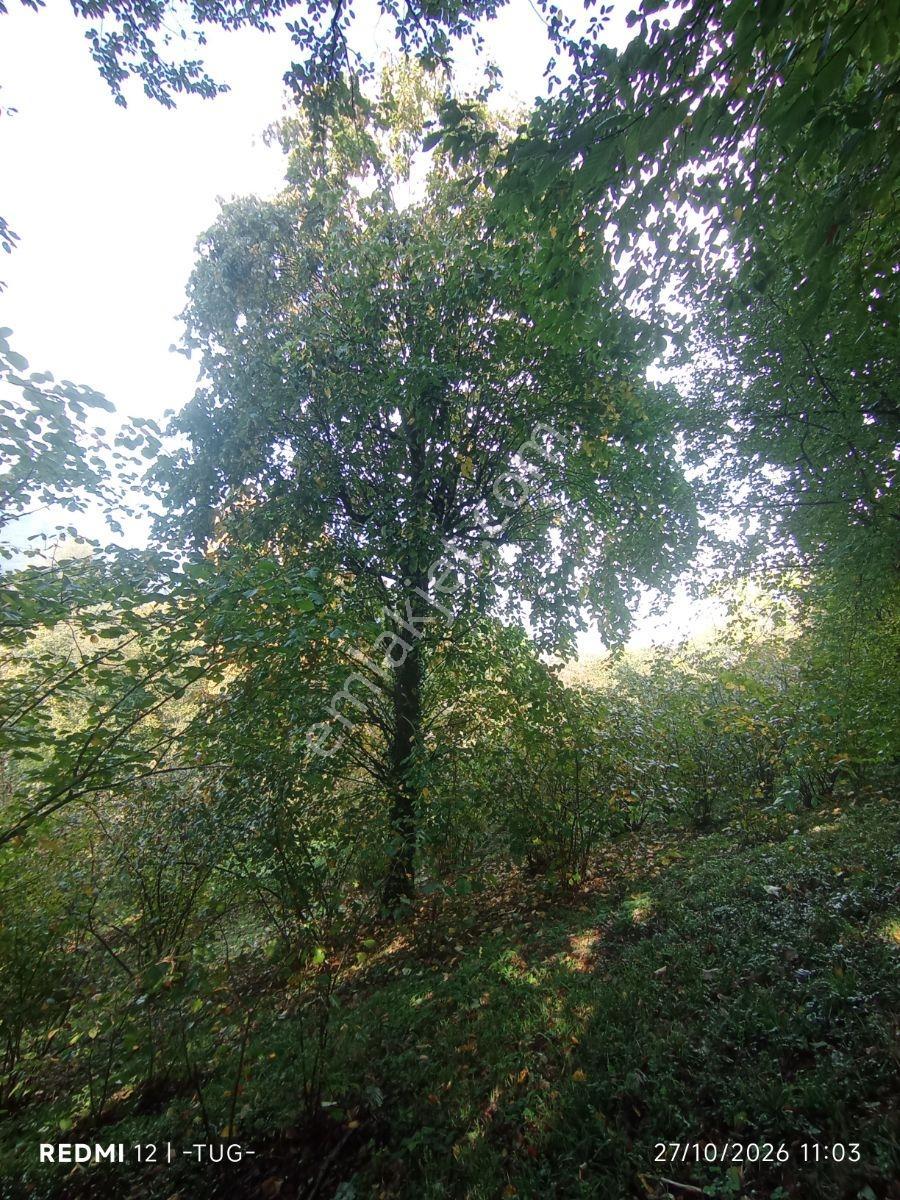 Düzce Merkez Golormani Köyünde Satılık Arsa — fotoğraf 21