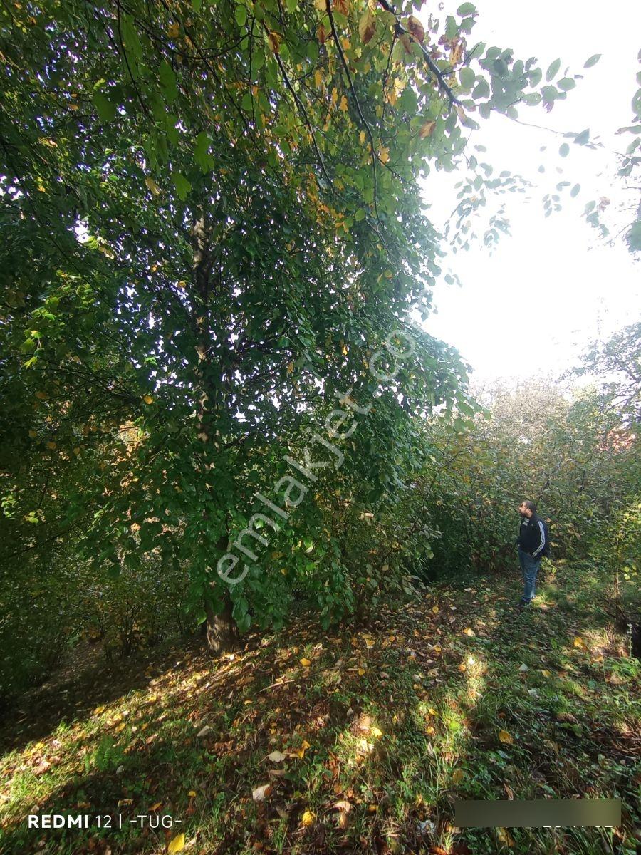 Düzce Merkez Golormani Köyünde Satılık Arsa — fotoğraf 23