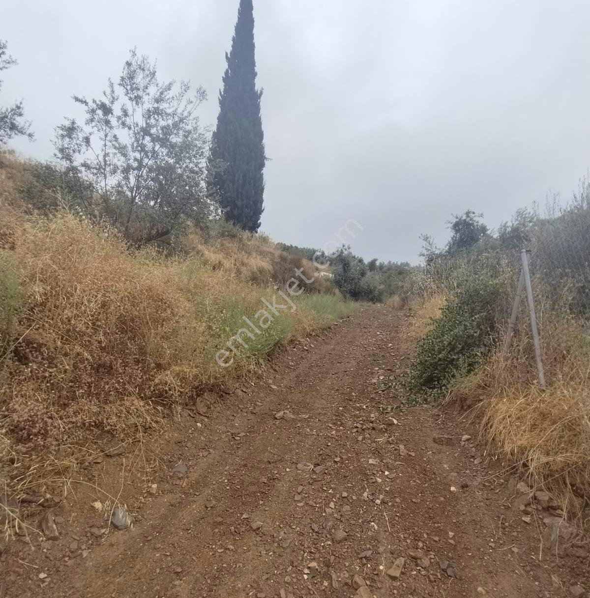 Kemalpaşa Yiğitler'de 300 Adet Fidanlı Satılık Zeytinlik — fotoğraf 2