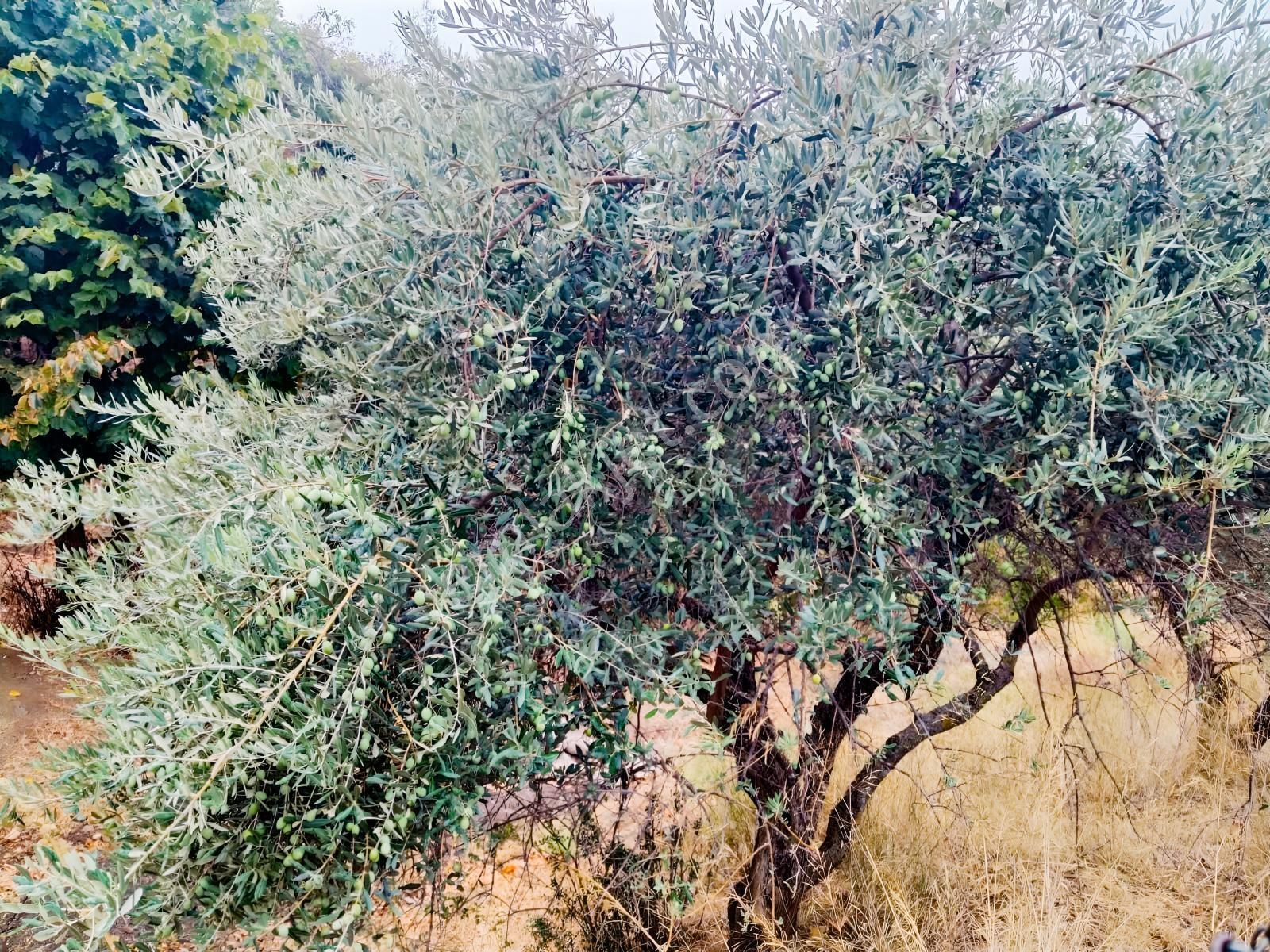Kemalpaşa Yiğitler'de 300 Adet Fidanlı Satılık Zeytinlik — fotoğraf 3