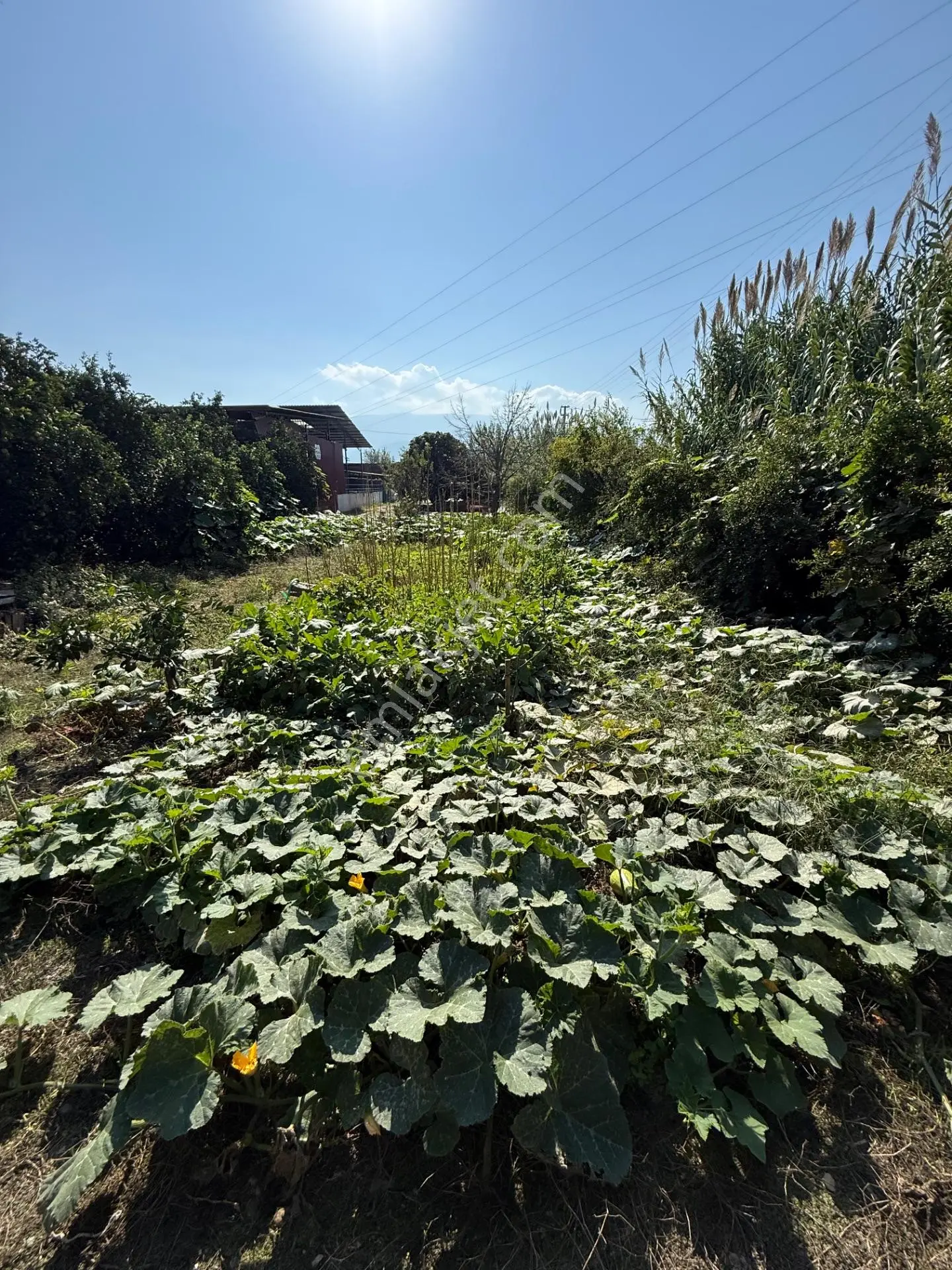 Kuyucak Merkezde Yol Kenarı 1.725 M2 Depo Ve Portakal Bahçesi — fotoğraf 6