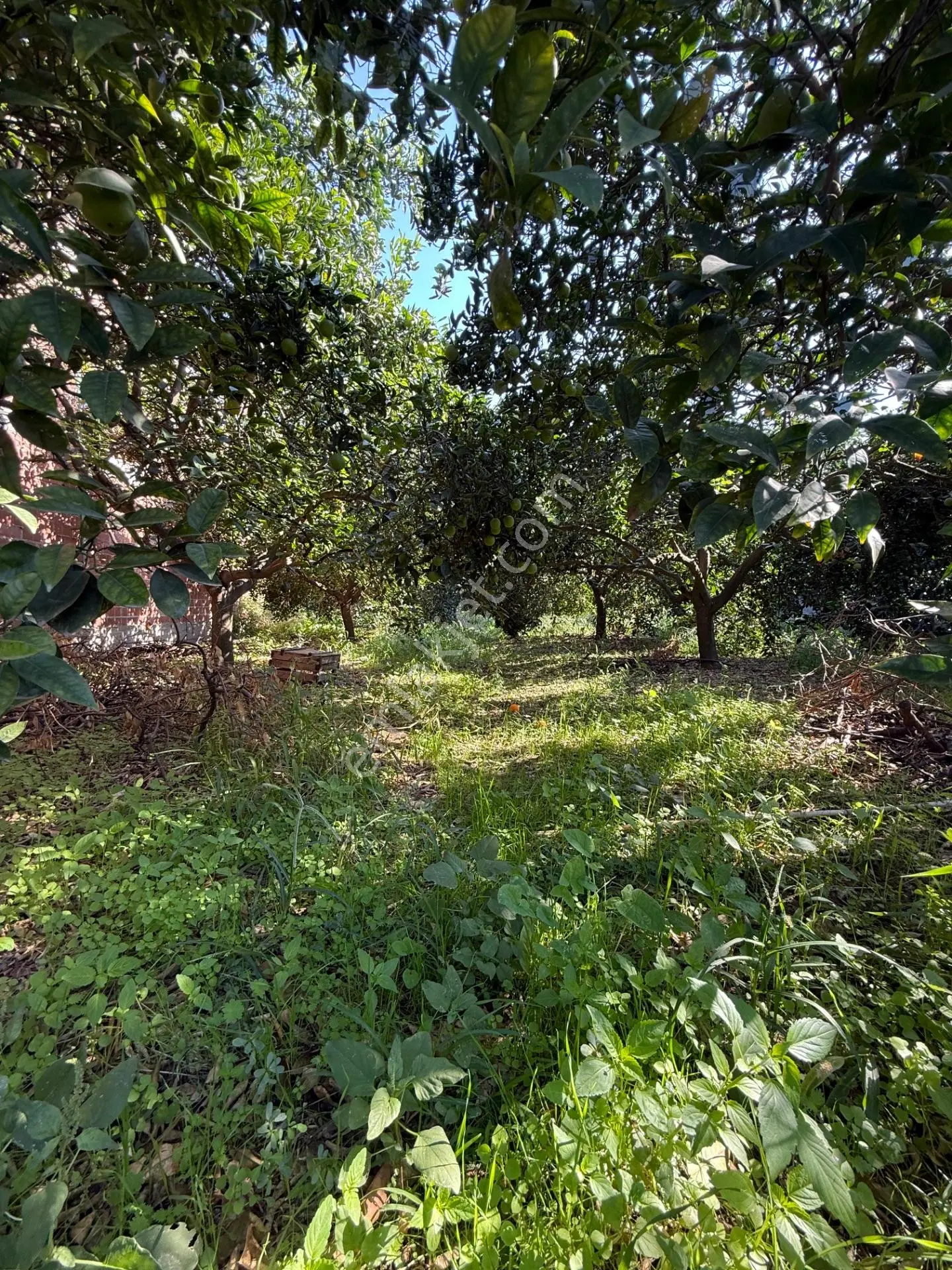 Kuyucak Merkezde Yol Kenarı 1.725 M2 Depo Ve Portakal Bahçesi — fotoğraf 8