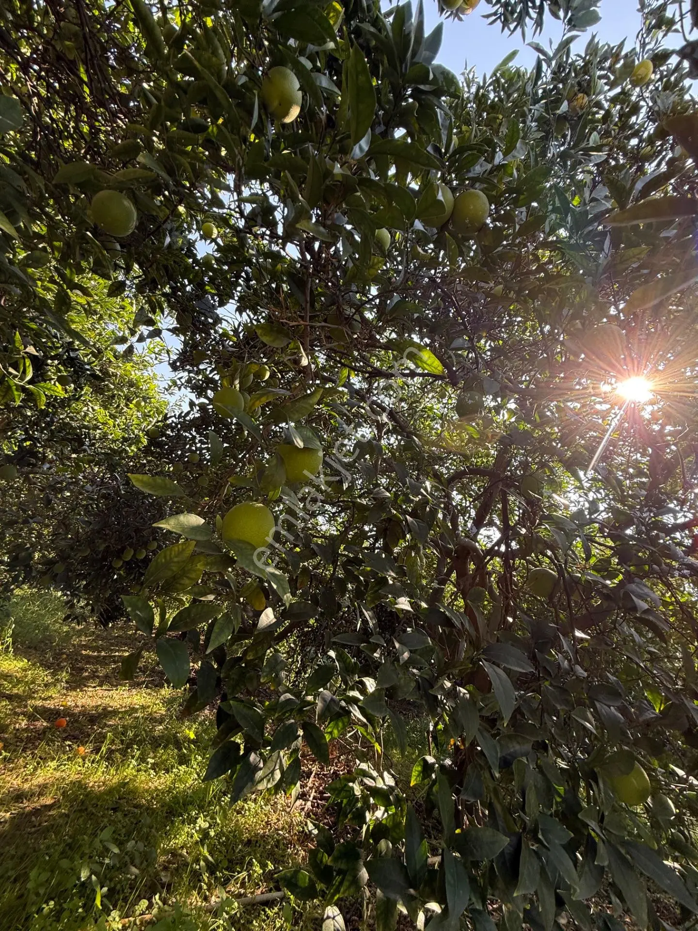 Kuyucak Merkezde Yol Kenarı 1.725 M2 Depo Ve Portakal Bahçesi — fotoğraf 9