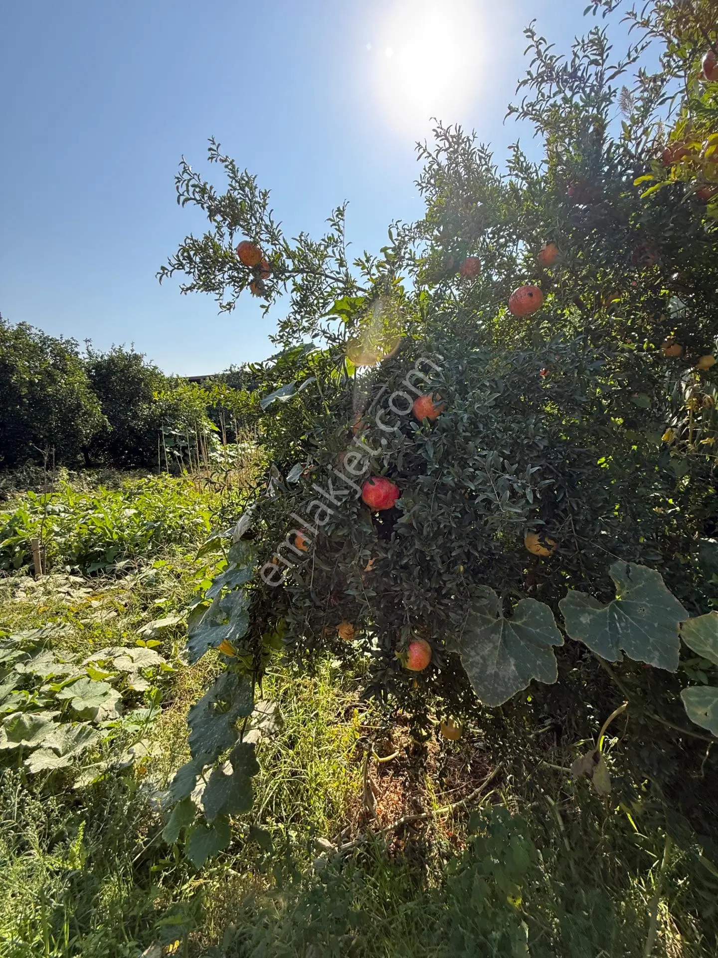 Kuyucak Merkezde Yol Kenarı 1.725 M2 Depo Ve Portakal Bahçesi — fotoğraf 11
