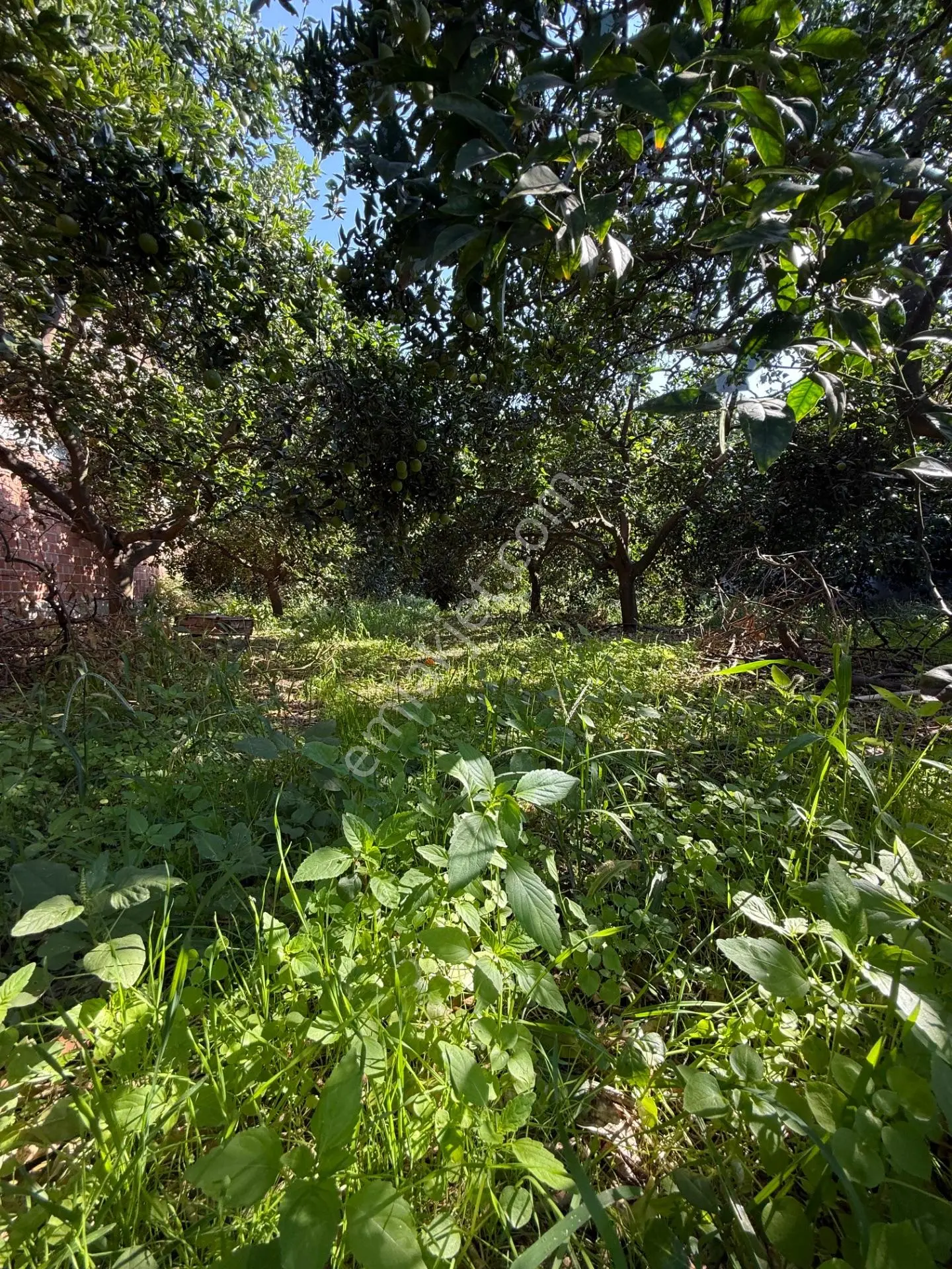 Kuyucak Merkezde Yol Kenarı 1.725 M2 Depo Ve Portakal Bahçesi — fotoğraf 12