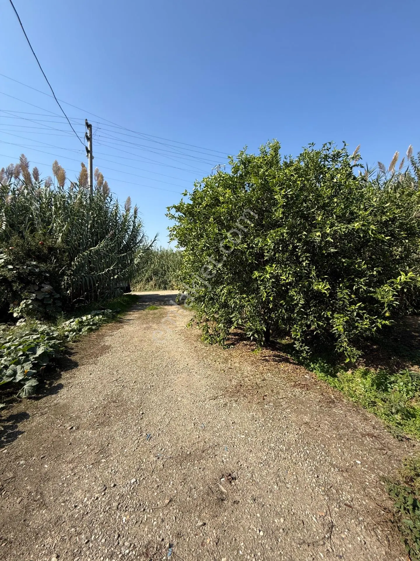 Kuyucak Merkezde Yol Kenarı 1.725 M2 Depo Ve Portakal Bahçesi — fotoğraf 13