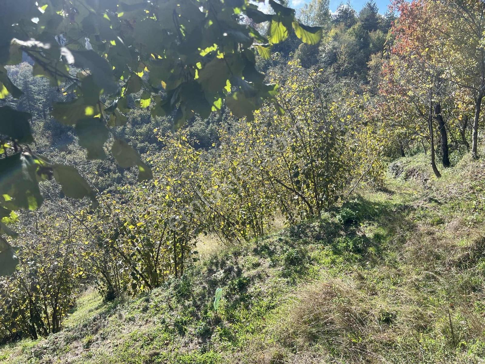 Ruşen Aydın Gyd'dan Düzce Kaynaşlı Çatalçam'da Satılık Arsa — fotoğraf 20