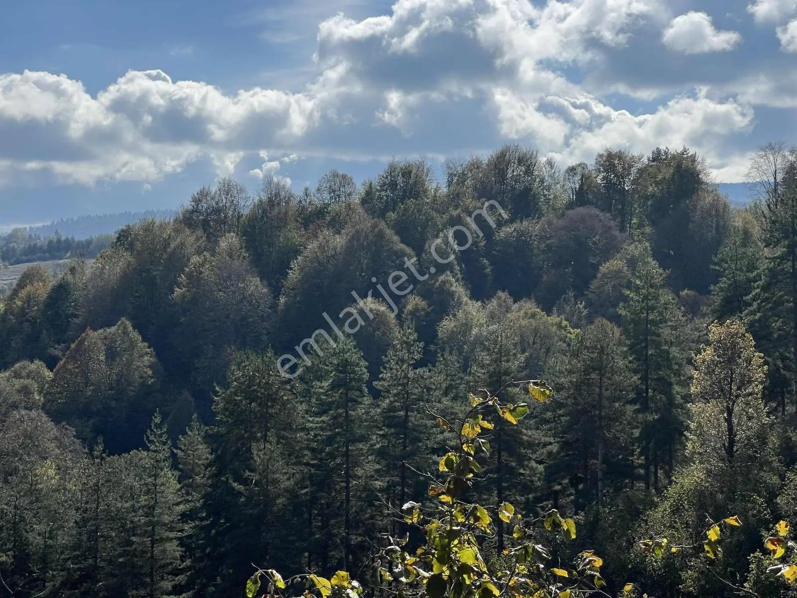 Ruşen Aydın Gyd'dan Düzce Kaynaşlı Çatalçam'da Satılık Arsa — fotoğraf 29