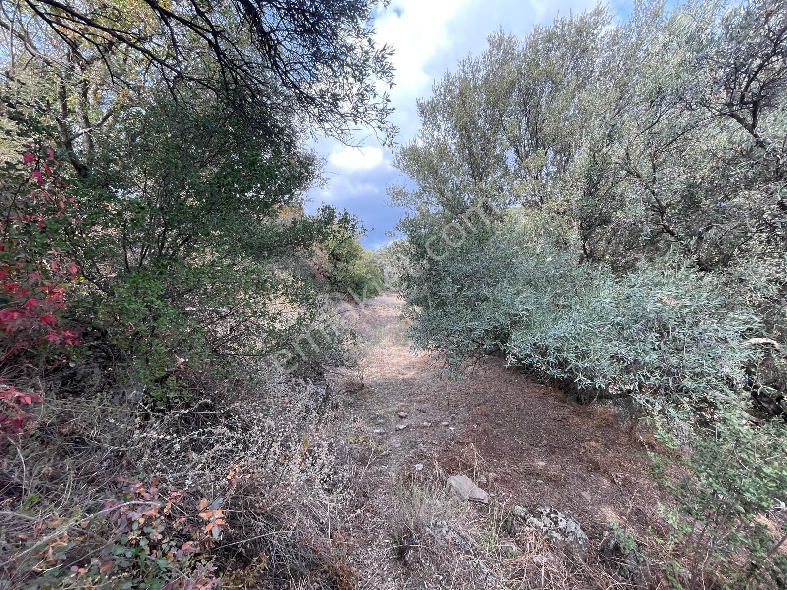 Doğadan Milas Karapınar Mah 925 M2 Köy İçi Arsa — fotoğraf 17