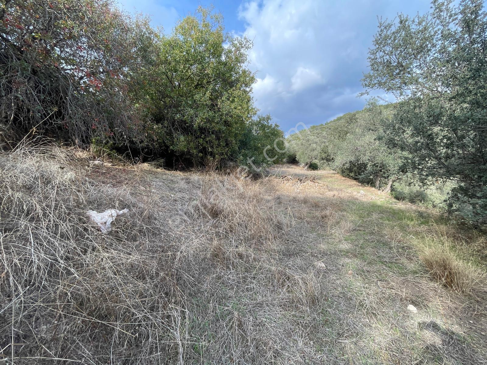 Doğadan Milas Karapınar Mah 925 M2 Köy İçi Arsa — fotoğraf 18
