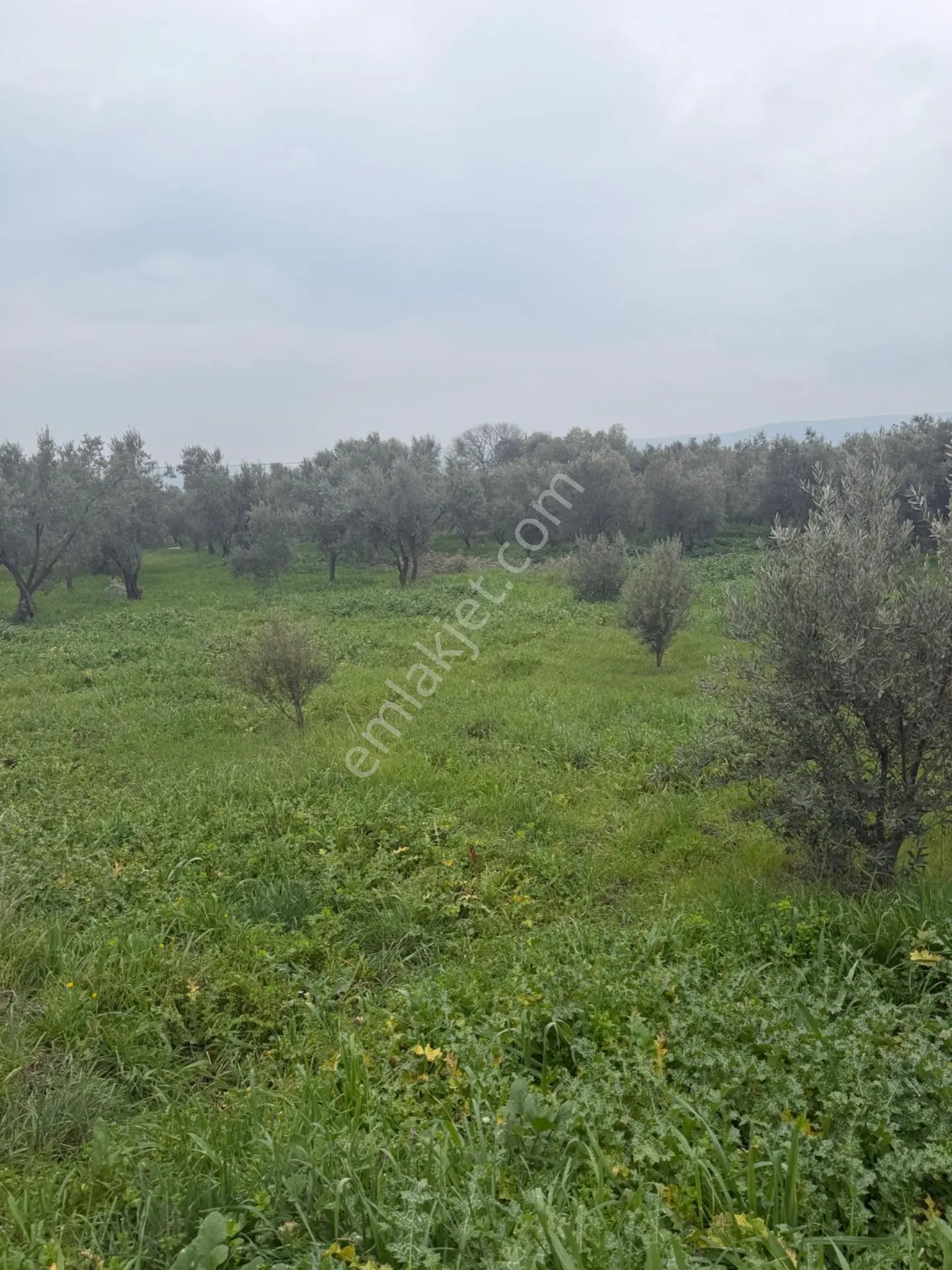 Saruhanlı Alibeyli’De 274 M² Tek Tapu İmarlı Müstakil Arsa – 1.000.000 ₺