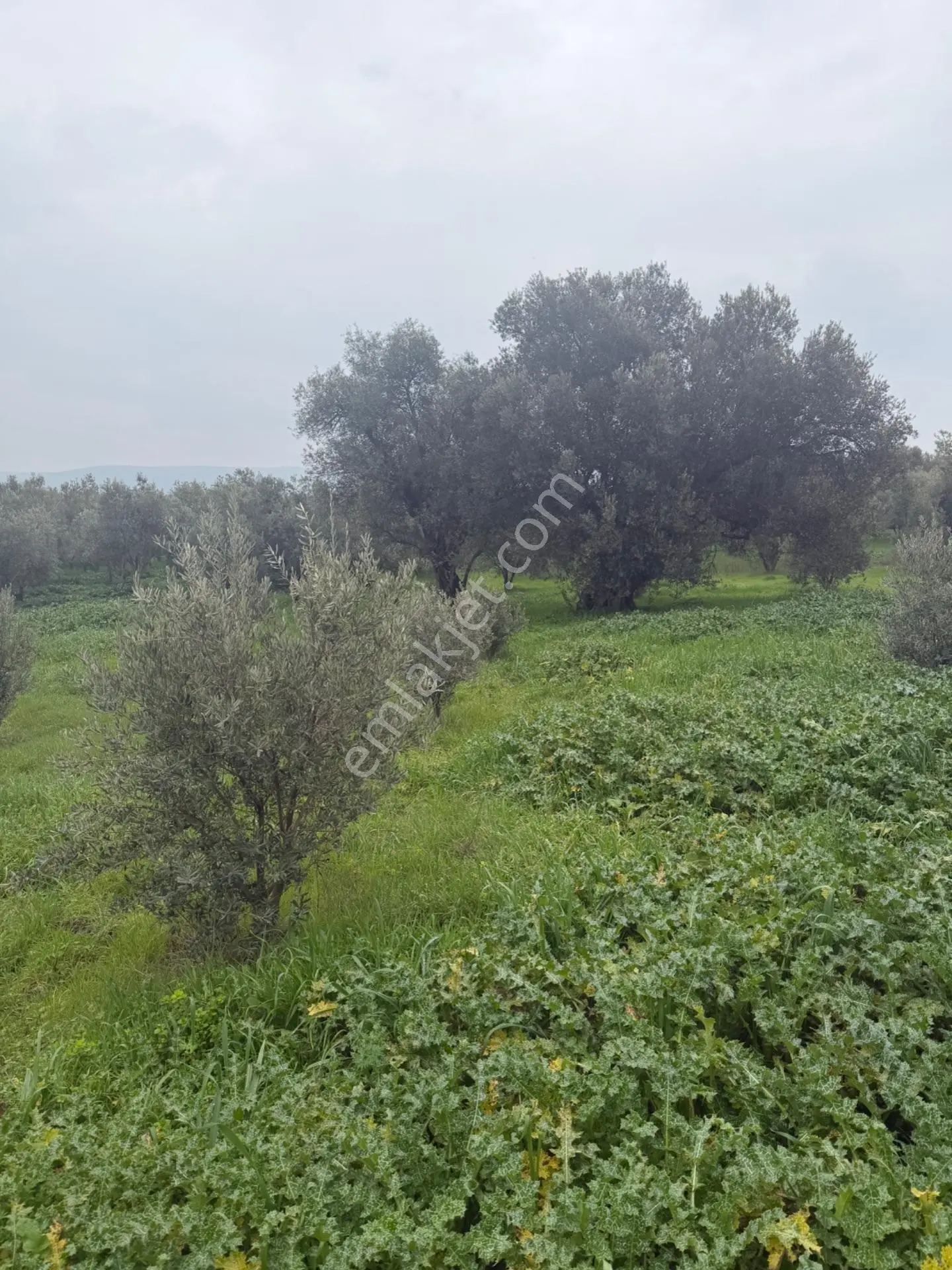 Saruhanlı Alibeyli’de 274 M² Tek Tapu İmarlı Müstakil Arsa – 1.000.000 ₺ — fotoğraf 2