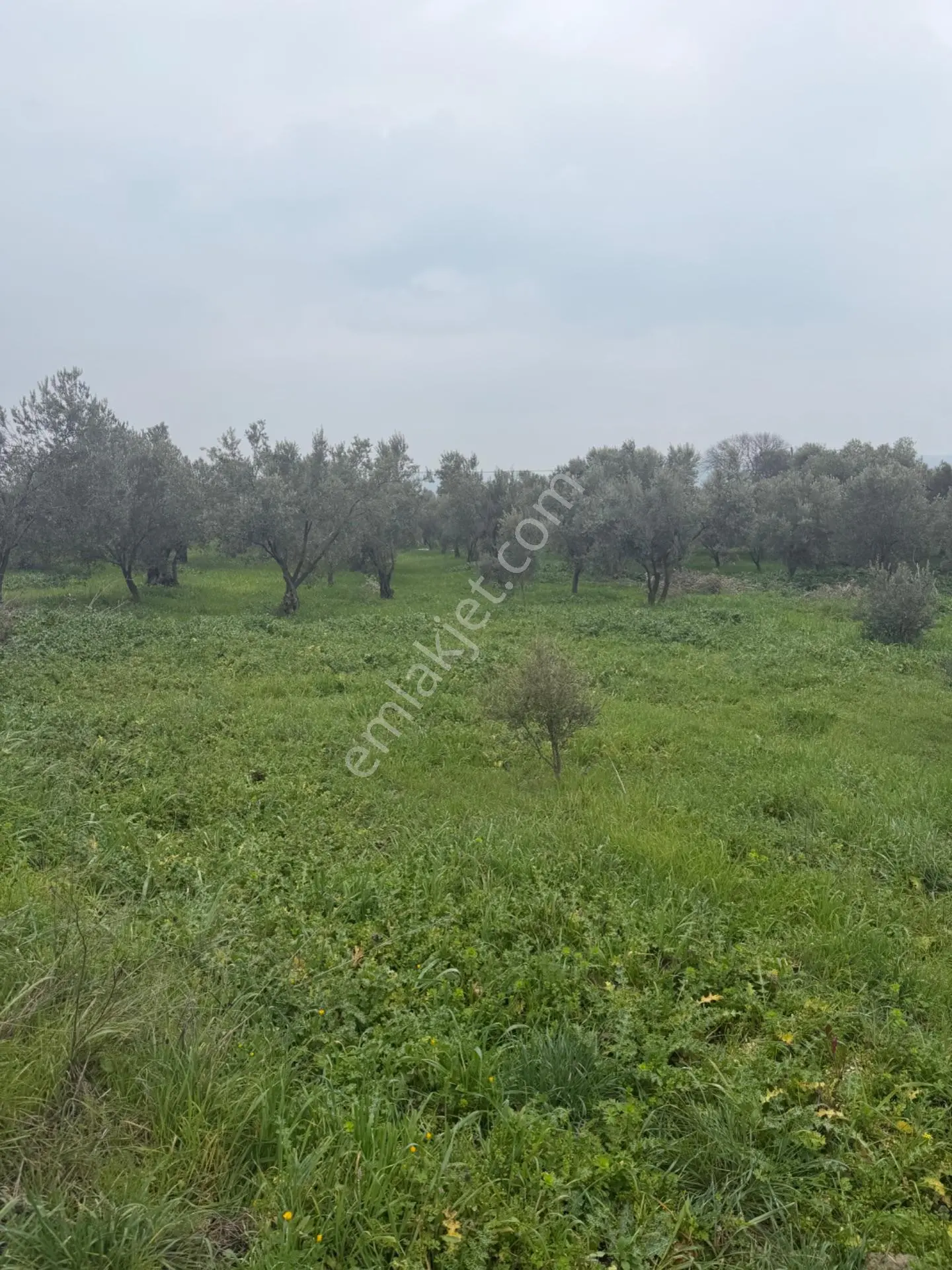 Saruhanlı Alibeyli’de 274 M² Tek Tapu İmarlı Müstakil Arsa – 1.000.000 ₺ — fotoğraf 5