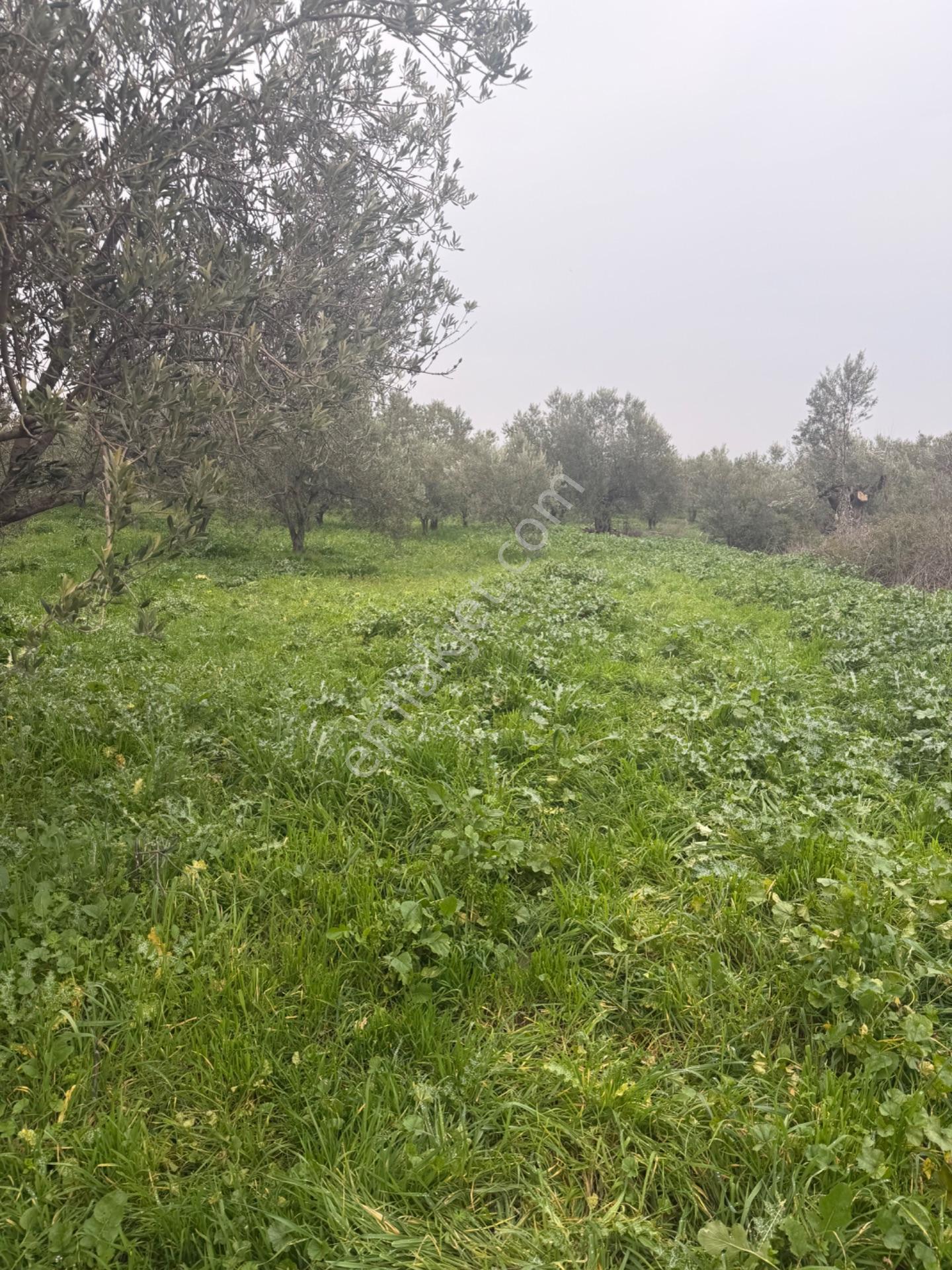 Saruhanlı Alibeyli’de 274 M² Tek Tapu İmarlı Müstakil Arsa – 1.000.000 ₺ — fotoğraf 6