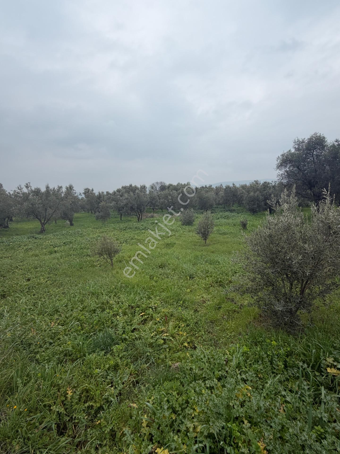 Saruhanlı Alibeyli’de 274 M² Tek Tapu İmarlı Müstakil Arsa – 1.000.000 ₺ — fotoğraf 7