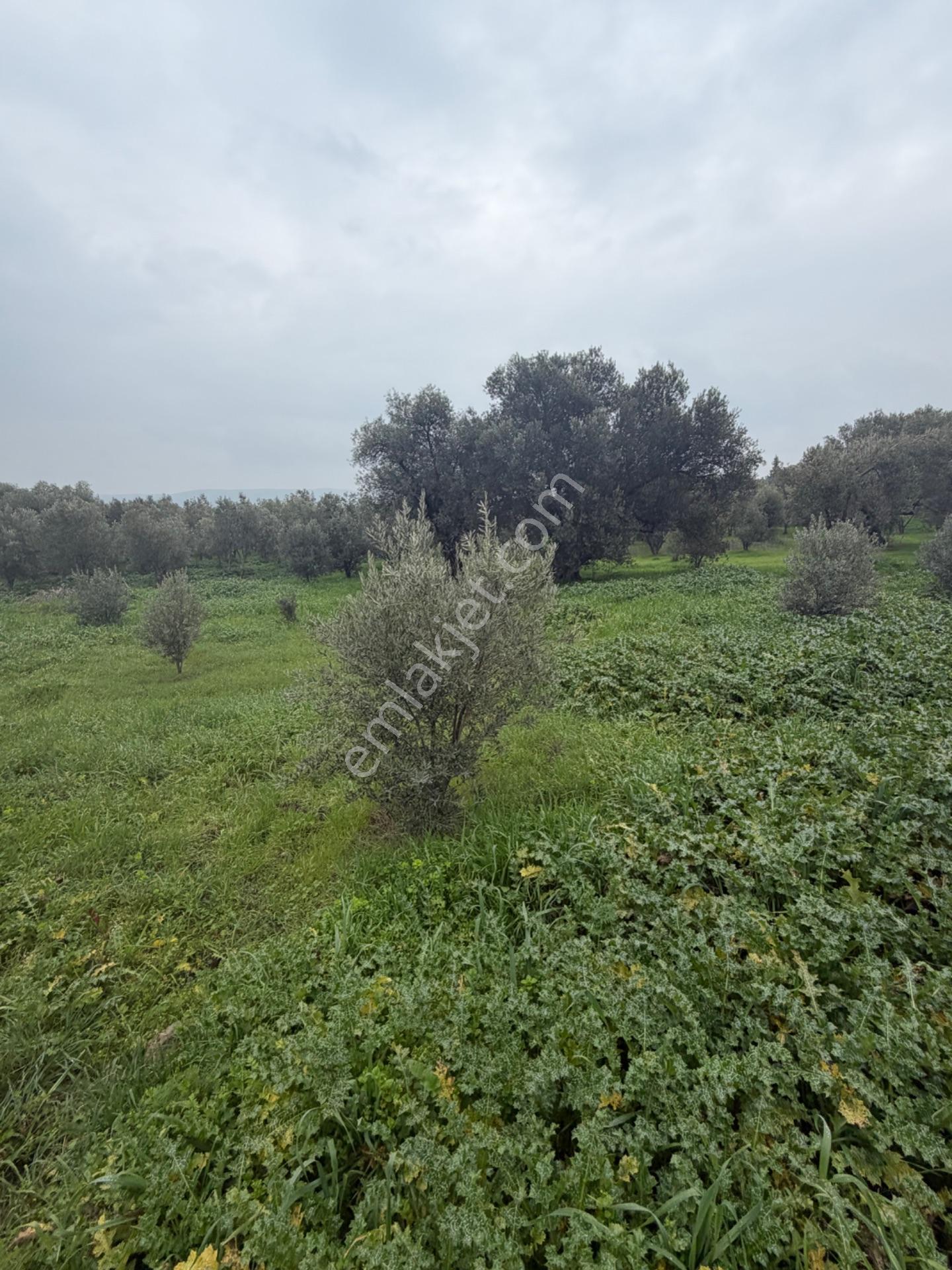 Saruhanlı Alibeyli’de 274 M² Tek Tapu İmarlı Müstakil Arsa – 1.000.000 ₺ — fotoğraf 8