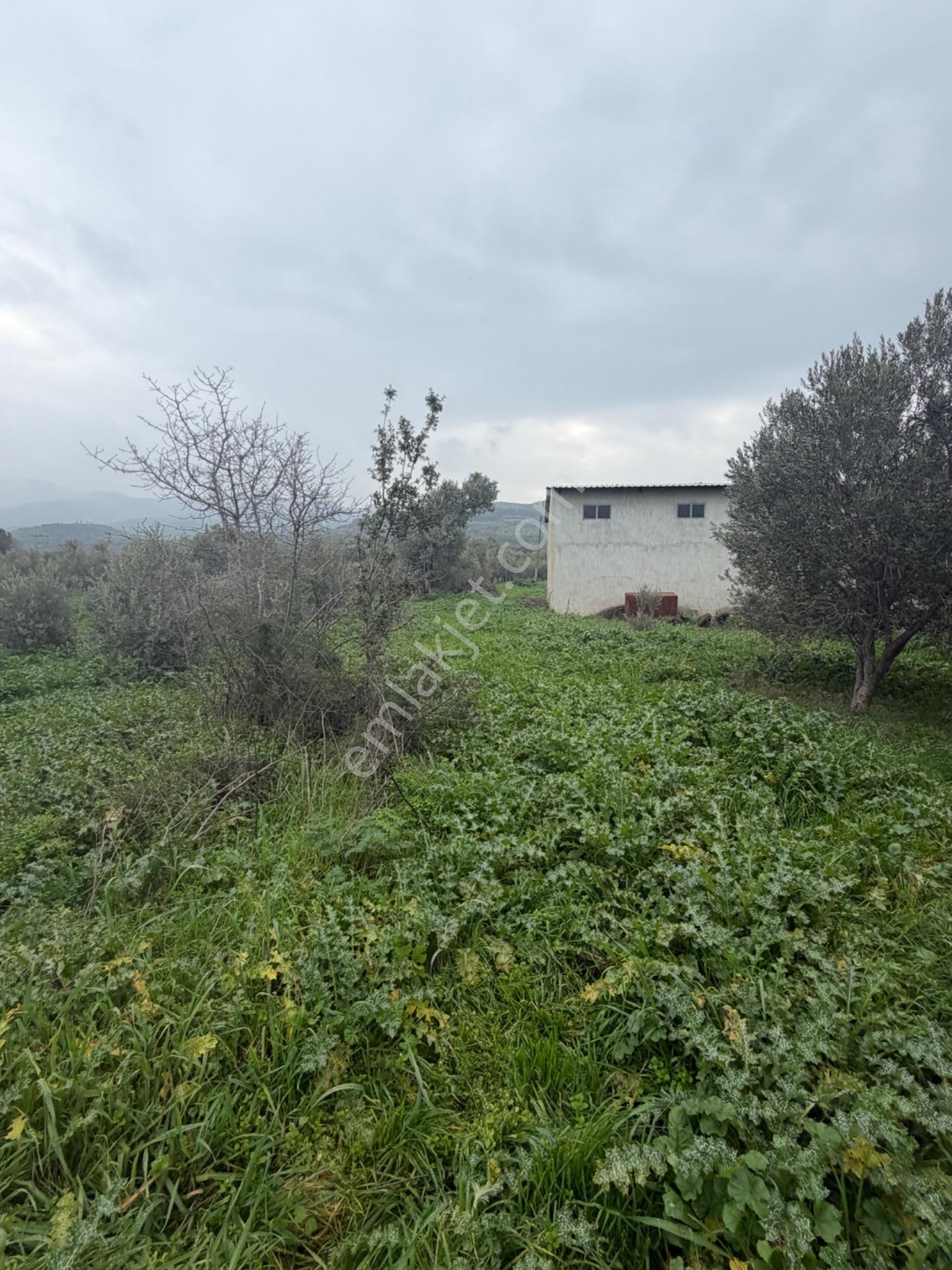 Saruhanlı Alibeyli’de 274 M² Tek Tapu İmarlı Müstakil Arsa – 1.000.000 ₺ — fotoğraf 9