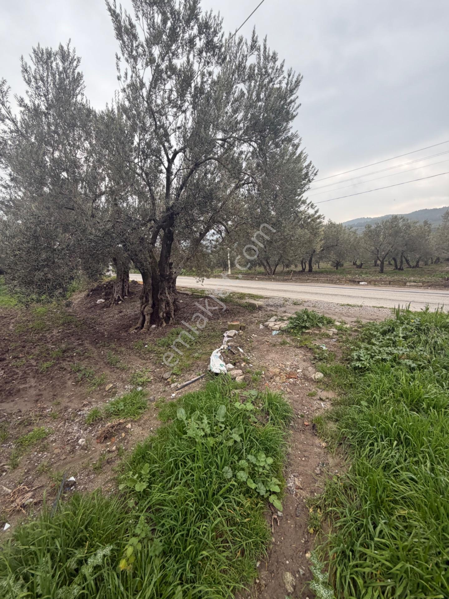 Saruhanlı Alibeyli’de 274 M² Tek Tapu İmarlı Müstakil Arsa – 1.000.000 ₺ — fotoğraf 11