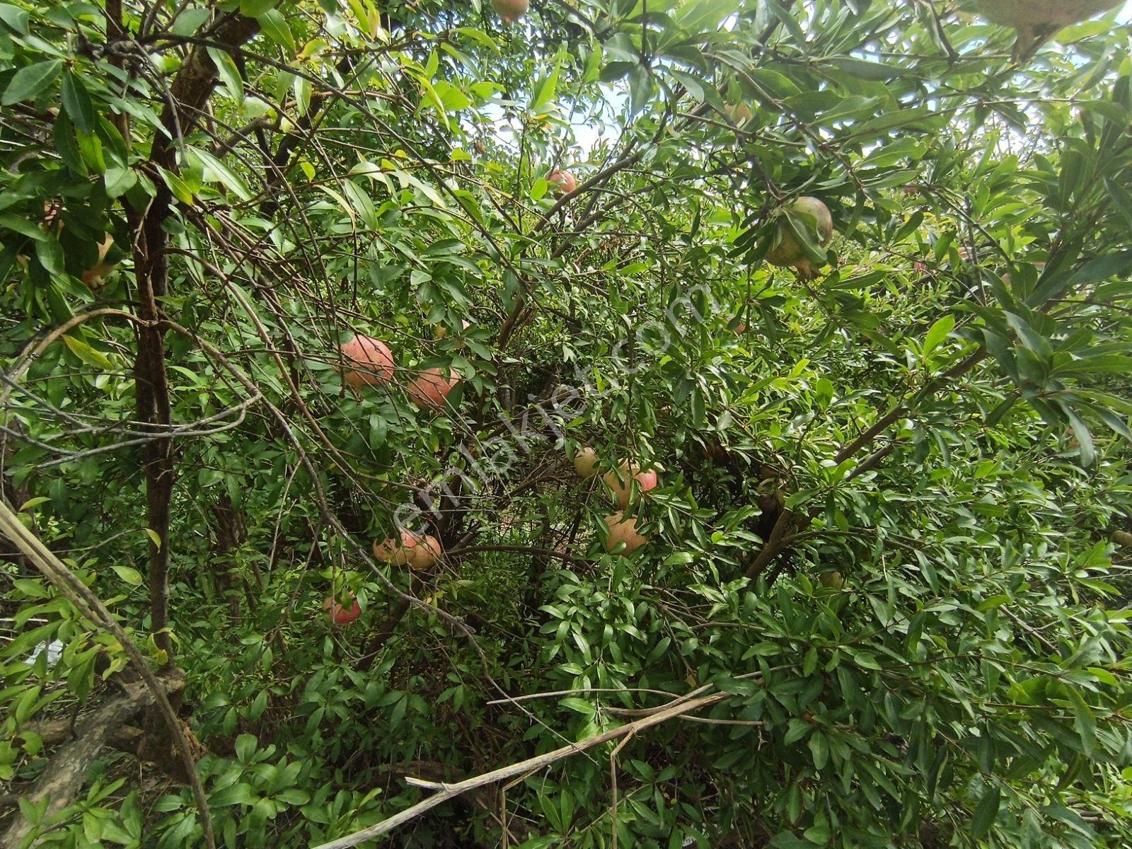 Köy Civarı İmarlı Arsa 2.5 Kat İmarlıdir — fotoğraf 6