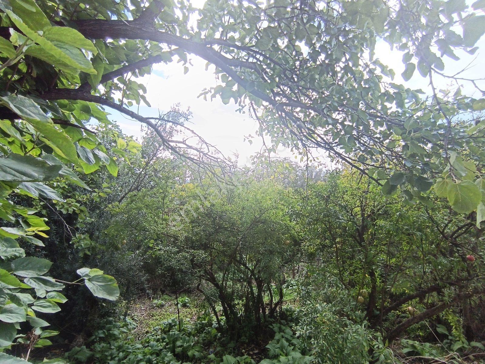 Köy Civarı İmarlı Arsa 2.5 Kat İmarlıdir — fotoğraf 8