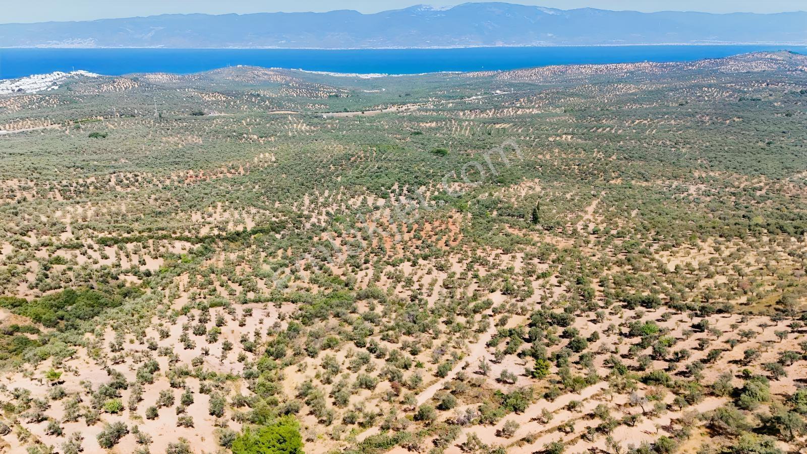 Koçerlerden Pelitköyde Deniz Manzaralı 8500M2 Zeytinlik