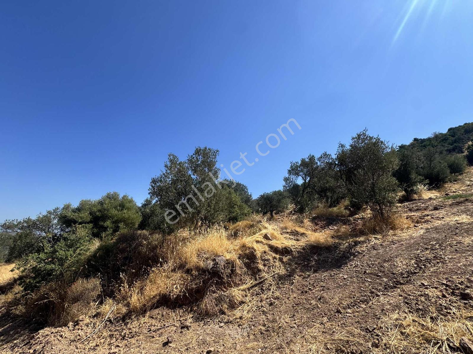 Koçerlerden Pelitköyde Deniz Manzaralı 8500m2 Zeytinlik — fotoğraf 3