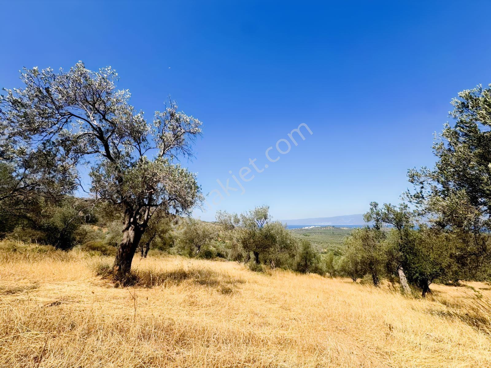 Koçerlerden Pelitköyde Deniz Manzaralı 8500m2 Zeytinlik — fotoğraf 4